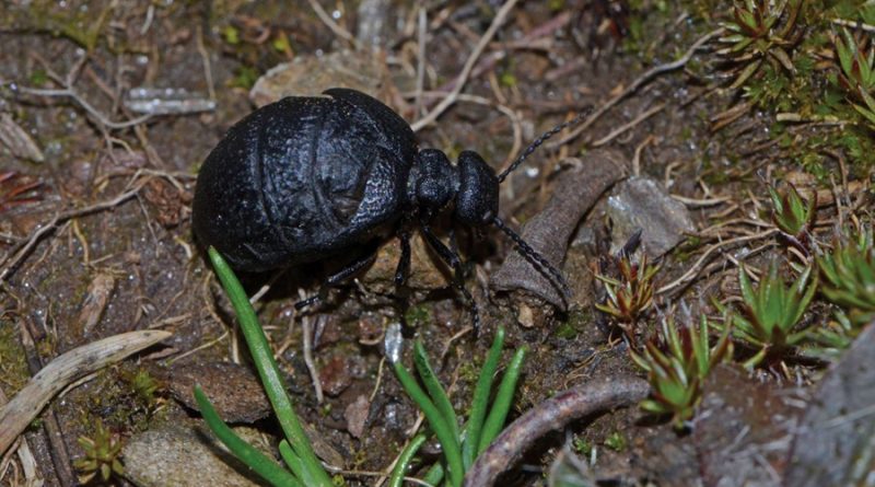 Científicos descubren un nuevo y raro escarabajo venenoso; se llama 'Eurymeloe orobates'