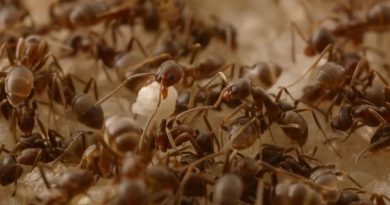 La Tierra es un planeta rebosante de hormigas: hay 2.5 millones por cada ser humano