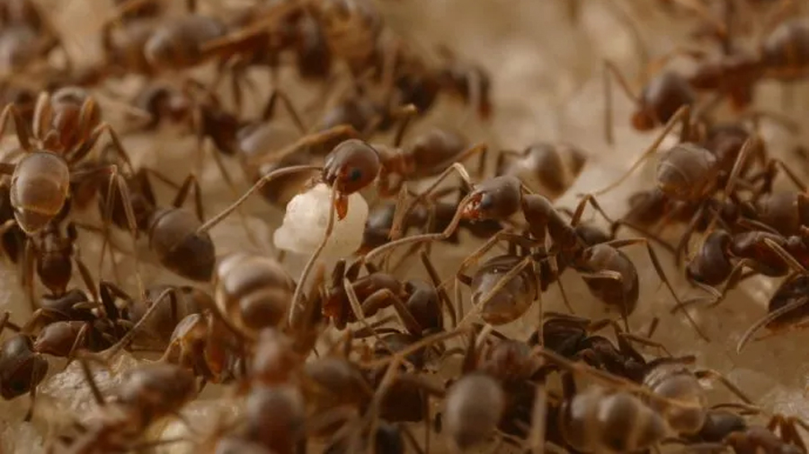 La Tierra es un planeta rebosante de hormigas: hay 2.5 millones por cada ser humano