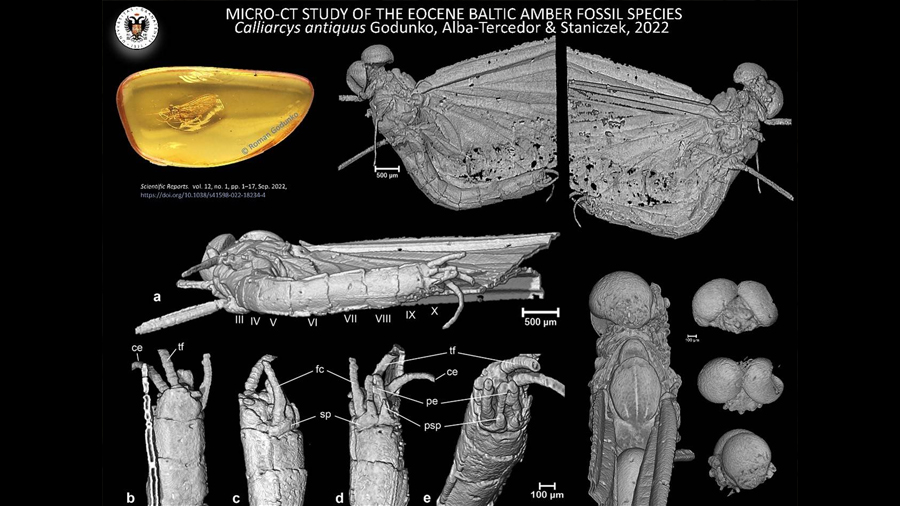 Descubren un nuevo insecto atrapado en ámbar hace más de 35 millones de años
