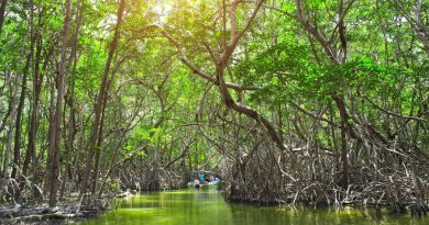 En México estos manglares llevan más de 5,000 años capturando CO2