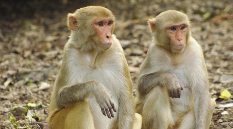 Advierten de una familia de virus en monos que está "preparada para contagiar" a los humanos
