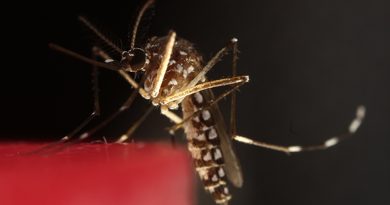 Neutralizan al Aedes aegypti, el mosquito viral que transmite el dengue, zika y chikungunya