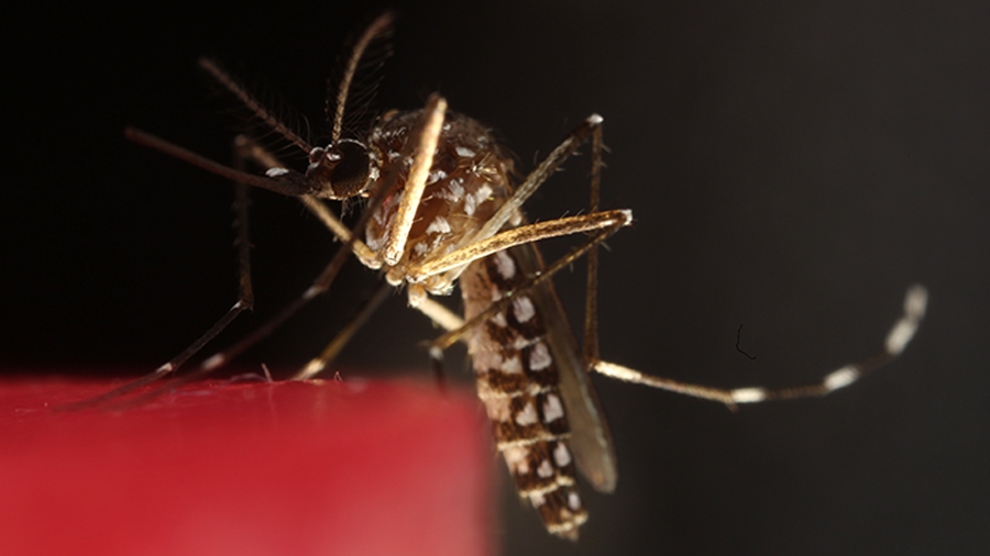 Neutralizan al Aedes aegypti, el mosquito viral que transmite el dengue, zika y chikungunya