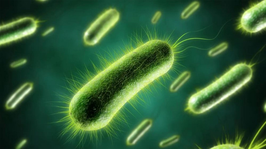 Descubren cómo se mueven las bacterias, poniendo fin a un misterio de 50 años