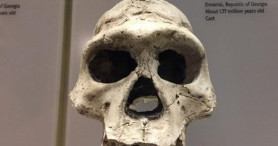 Hallan en China un fósil de cráneo de Homo erectus de un millón de años