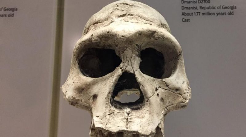 Hallan en China un fósil de cráneo de Homo erectus de un millón de años