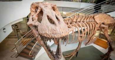 ¡A la venta un esqueleto de Tyrannosaurus rex!