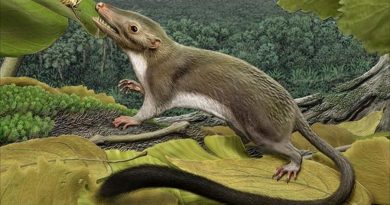 Investigadores reconstruyen el genoma del primer mamífero del planeta, así se veía