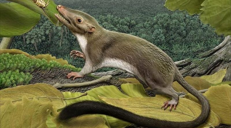 Investigadores reconstruyen el genoma del primer mamífero del planeta, así se veía