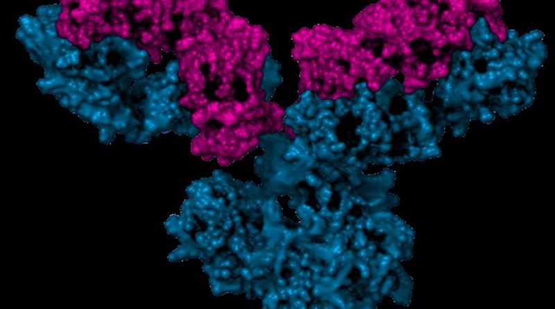 Diseñan proteínas que imitan a la inmunoglobina para combatir el cáncer