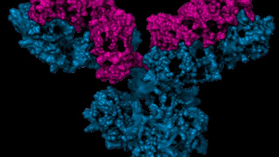 Diseñan proteínas que imitan a la inmunoglobina para combatir el cáncer