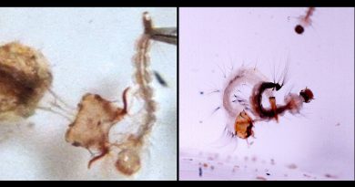 Cabezas ‘arpón’ y colas ‘escoba’: así capturan las larvas de mosquito a sus presas