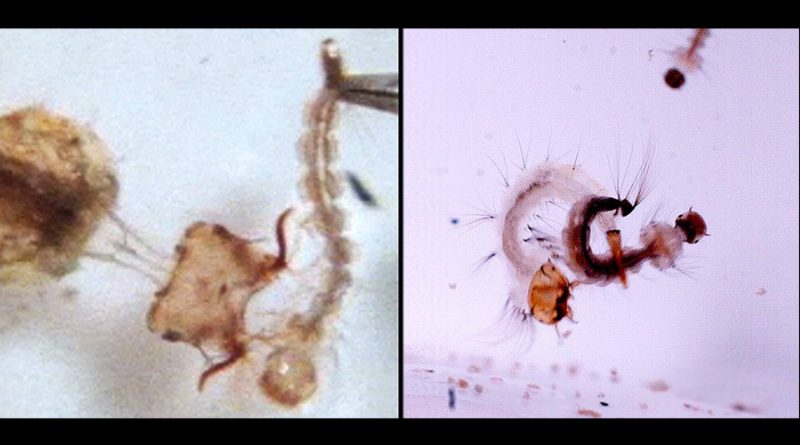 Cabezas ‘arpón’ y colas ‘escoba’: así capturan las larvas de mosquito a sus presas