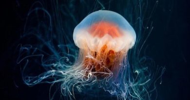 Descubren los secretos de la medusa inmortal, clave para combatir el envejecimiento