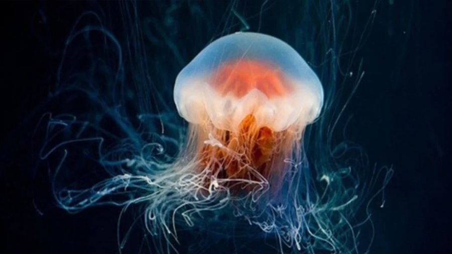 Descubren los secretos de la medusa inmortal, clave para combatir el envejecimiento