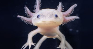 La extraña salamandra que puede regenerar sus extremidades y parte de su corazón o cerebro