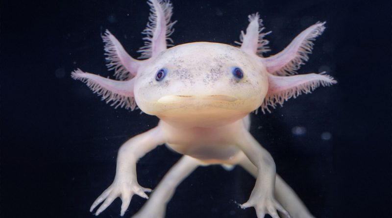 La extraña salamandra que puede regenerar sus extremidades y parte de su corazón o cerebro
