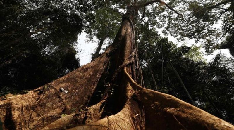 Los árboles milenarios de la Amazonía piden auxilio