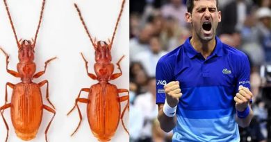 Nueva especie de insecto es nombrada Djokovic en honor al tenista