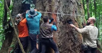 Luego de tres años y cinco intentos, científicos llegan al árbol más alto de la Amazonía