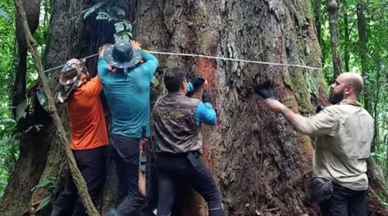 Luego de tres años y cinco intentos, científicos llegan al árbol más alto de la Amazonía