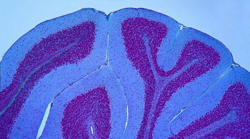 Científicos alemanes descubren nuevo tipo de células madre en el cerebro de ratones