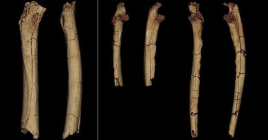 Un fémur de 7 millones de antigüedad indica que los primeros homininos eran bípedos