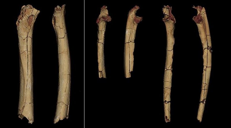Un fémur de 7 millones de antigüedad indica que los primeros homininos eran bípedos