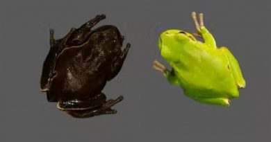 Las ranas de Chernóbil son negras en lugar de verdes y no es por la radiación