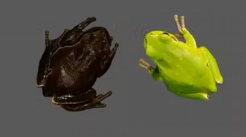 Las ranas de Chernóbil son negras en lugar de verdes y no es por la radiación