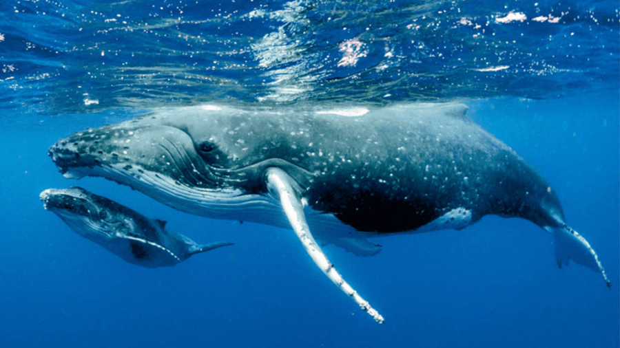 Abrupta reducción de ballenas grises en el noreste del Pacífico