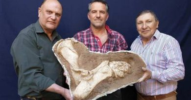 Descubren el brazo fosilizado de un armadillo que pesaba más de una tonelada