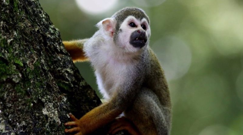 Por cambio climático los primates de los árboles están siendo forzados a vivir en el suelo