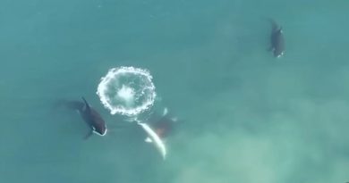 Un grupo de orcas acorraló y mató a un tiburón blanco en Sudáfrica