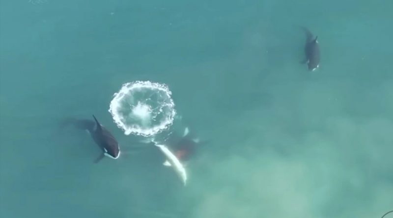 Un grupo de orcas acorraló y mató a un tiburón blanco en Sudáfrica