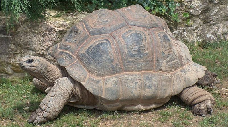 Secuenciado el genoma de una de las dos especies de tortuga gigante