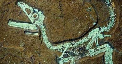 Hallan huevos de dinosaurio de 80 millones de años ‘bien conservados’, en China
