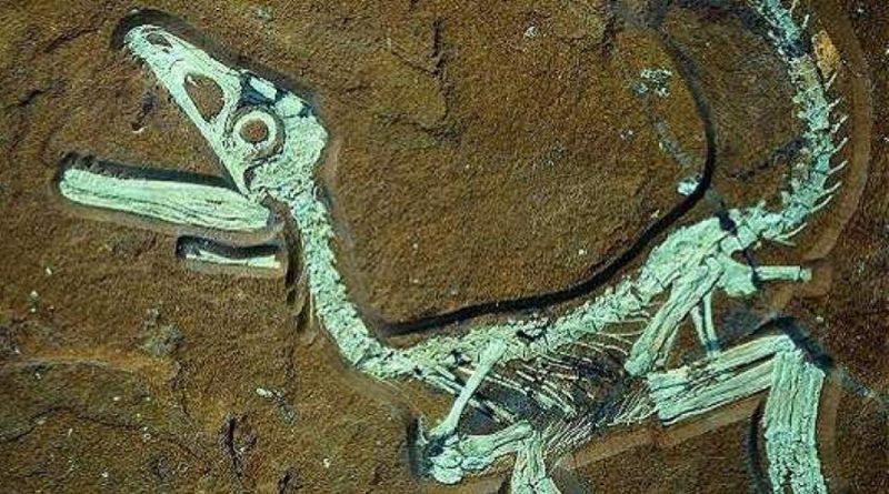Hallan huevos de dinosaurio de 80 millones de años ‘bien conservados’, en China
