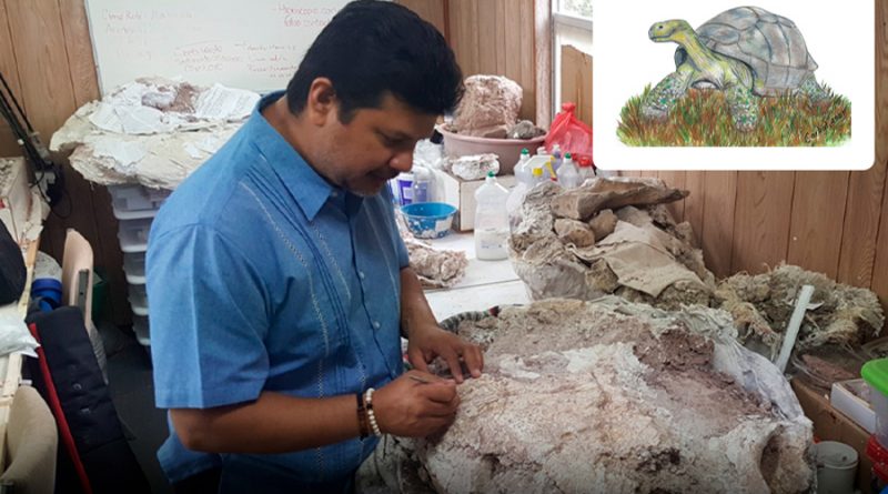 Dan a conocer una nueva especie de tortuga fósil de México