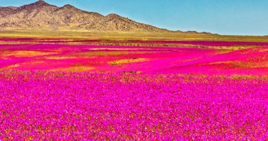 Vuelve el extraño fenómeno que hace florecer al desierto de Atacama, el más árido del mundo