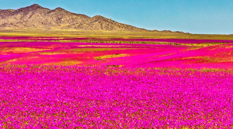 Vuelve el extraño fenómeno que hace florecer al desierto de Atacama, el más árido del mundo