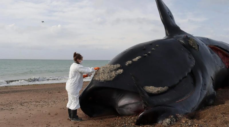 Marea roja, principal sospechosa por la muerte de 30 ballenas en Argentina