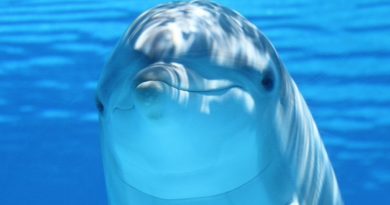 ¿Plomo en animales acuáticos? Investigadora mexicana halla metales en delfines