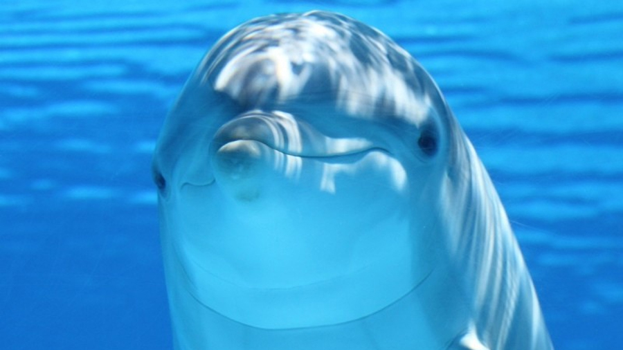 ¿Plomo en animales acuáticos? Investigadora mexicana halla metales en delfines