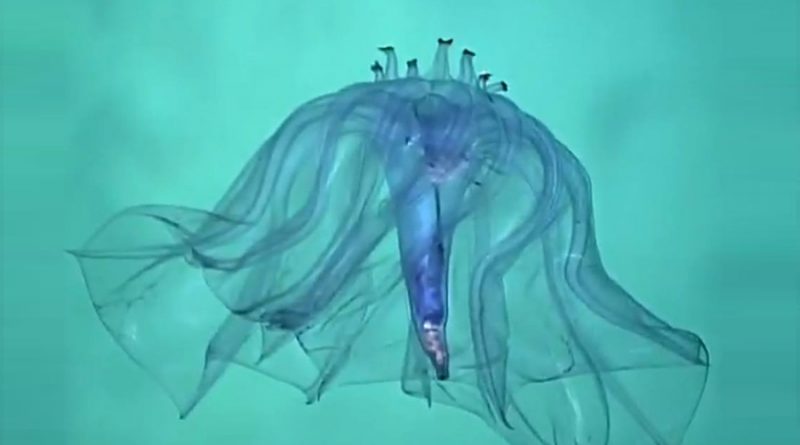 El misterio del 'Pelagothuria natatrix', un pepino de mar que desconcierta a los biólogos