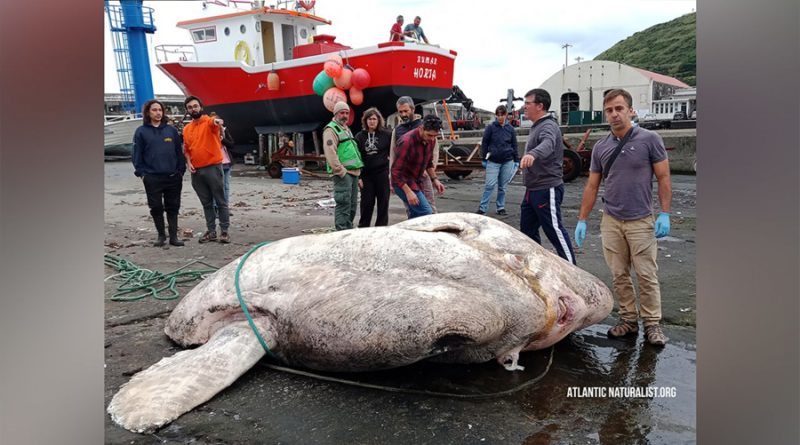 Hallan un impactante pez luna gigante de tres toneladas