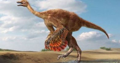 Dinosaurios parecidos al avestruz alcanzaron los 800 kilos