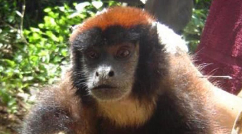 Descubren nueva especie de mono en la selva Amazónica de Perú