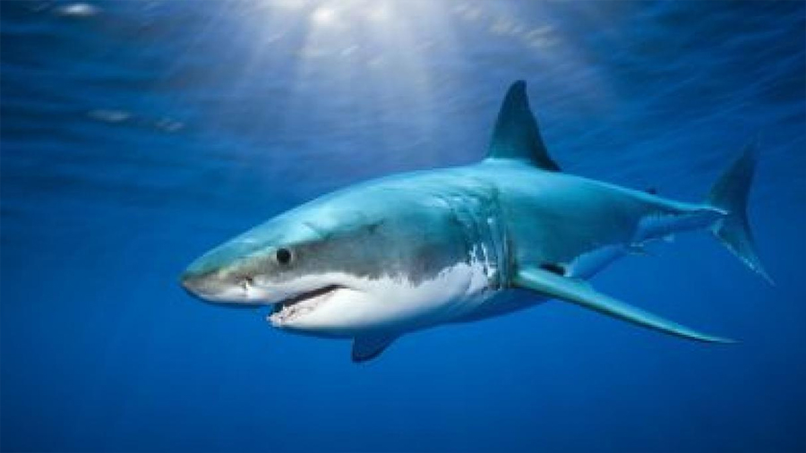 Los mayores expertos mundiales en tiburones se reúnen para frenar su extinción masiva